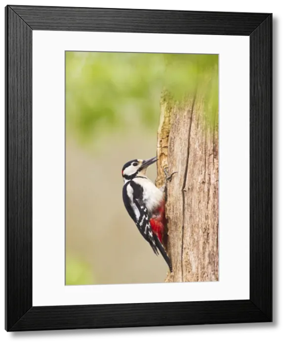 Framed Print : Picture No. 10883528 Framed Print : Picture No. 10883528