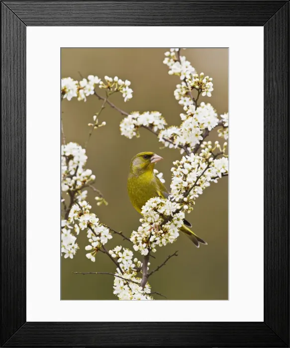 Framed Print : Picture No. 10883524