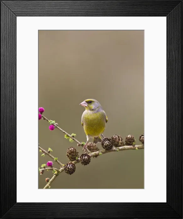 Framed Print : Picture No. 10883523 Framed Print : Picture No. 10883523