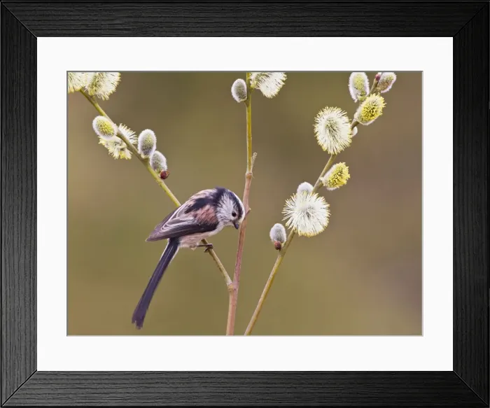 Framed Print : Picture No. 10883531 Framed Print : Picture No. 10883531