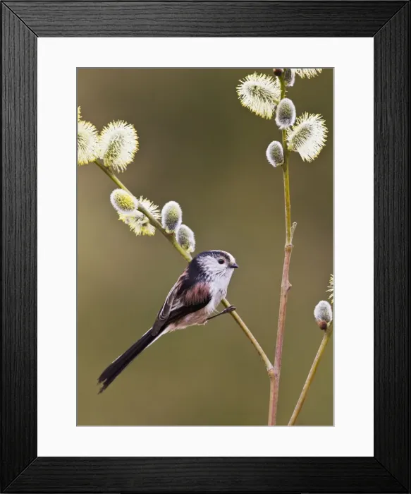 Framed Print : Picture No. 10883532 Framed Print : Picture No. 10883532