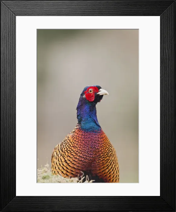 Framed Print : Picture No. 10883535 Framed Print : Picture No. 10883535