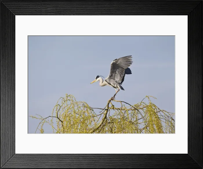 Framed Print : Picture No. 10883529 Framed Print : Picture No. 10883529