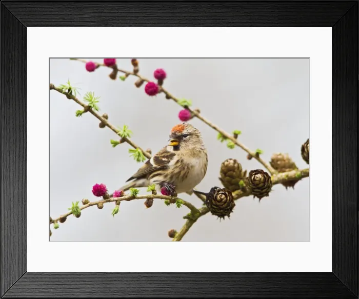 Framed Print : Picture No. 10883537 Framed Print : Picture No. 10883537