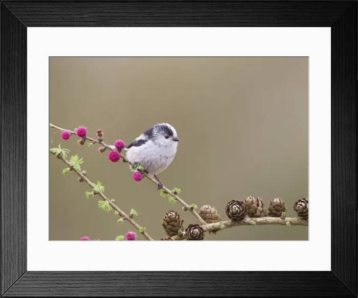 Framed Print : Picture No. 10883533 Framed Print : Picture No. 10883533