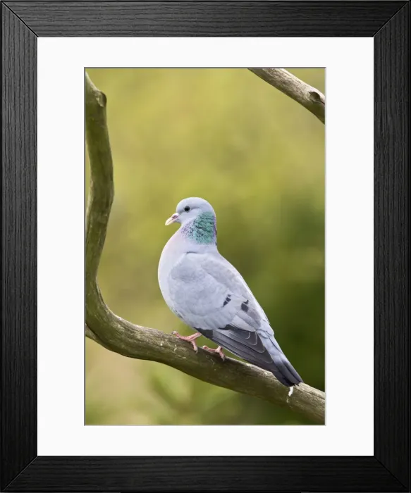 Framed Print : Picture No. 10883536 Framed Print : Picture No. 10883536