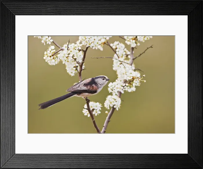 Framed Print : Picture No. 10883534 Framed Print : Picture No. 10883534