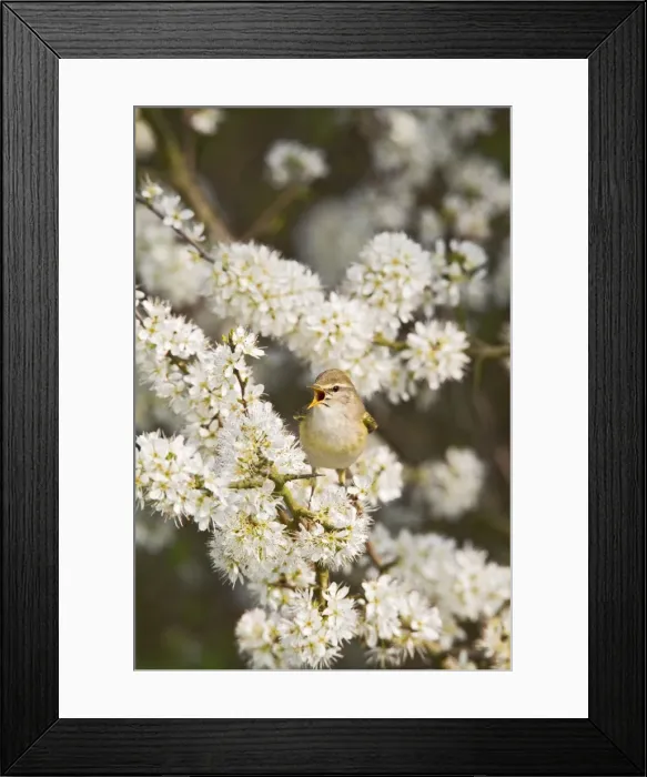 Framed Print : Picture No. 10883539 Framed Print : Picture No. 10883539