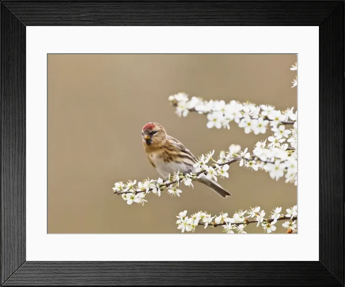 Framed Print : Picture No. 10883538 Framed Print : Picture No. 10883538