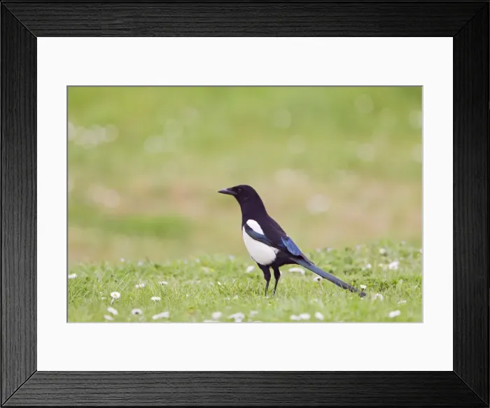 Framed Print : Picture No. 10883543 Framed Print : Picture No. 10883543