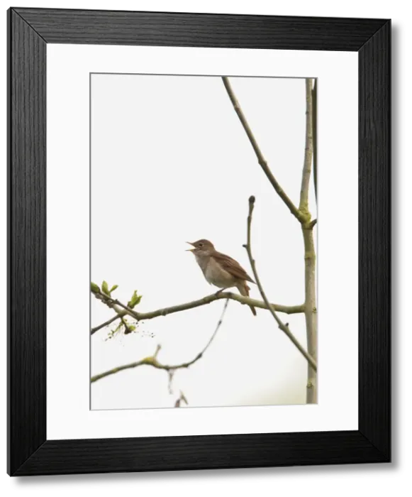 Framed Print : Picture No. 10883541 Framed Print : Picture No. 10883541