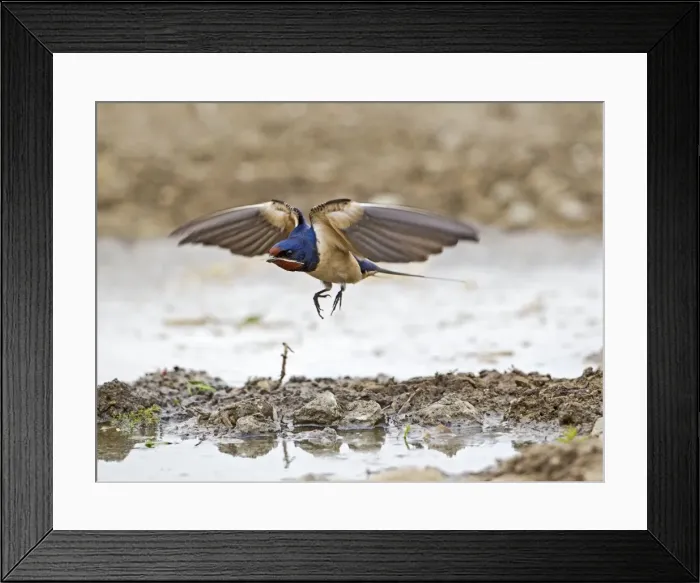 Framed Print : Picture No. 10883545 Framed Print : Picture No. 10883545