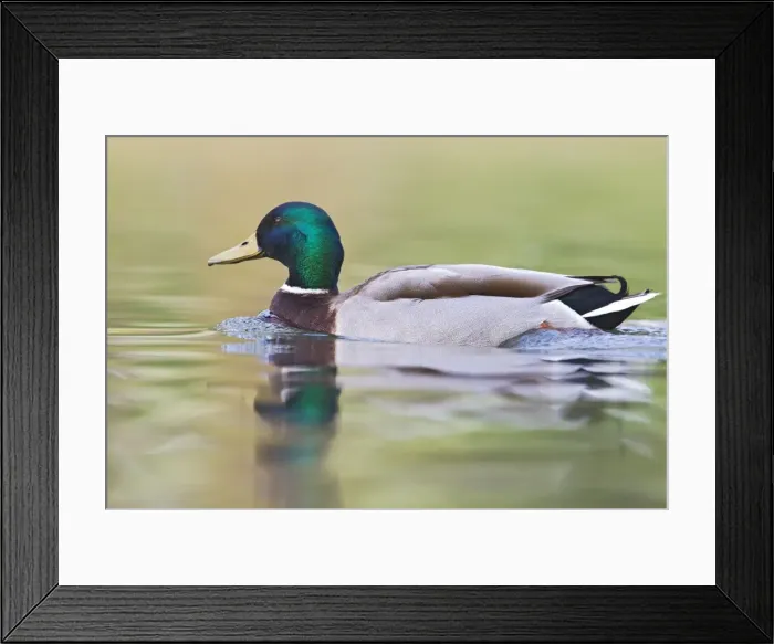 Framed Print : Picture No. 10883547
