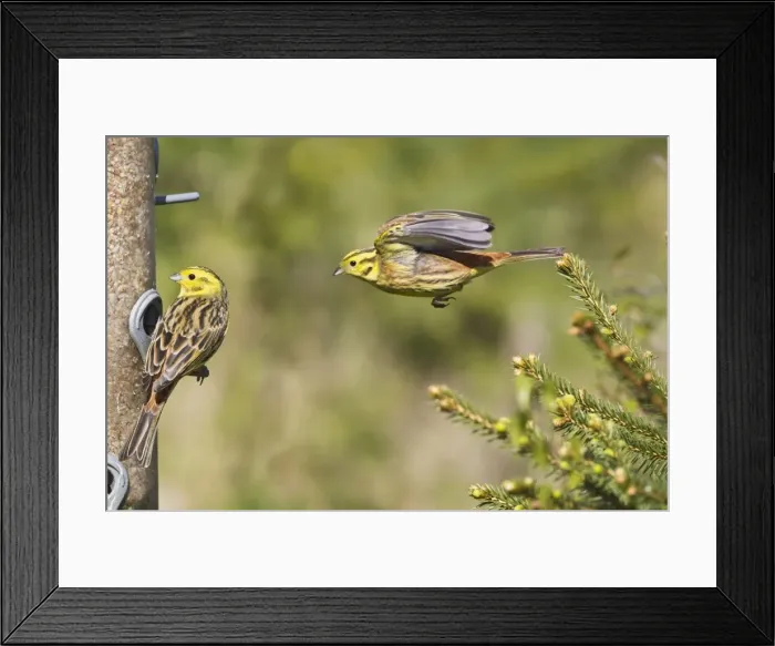 Framed Print : Picture No. 10883540 Framed Print : Picture No. 10883540