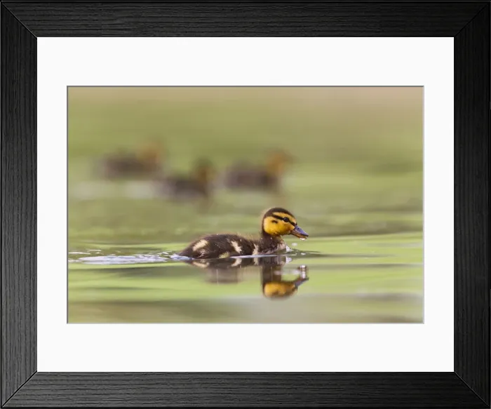 Framed Print : Picture No. 10883548 Framed Print : Picture No. 10883548