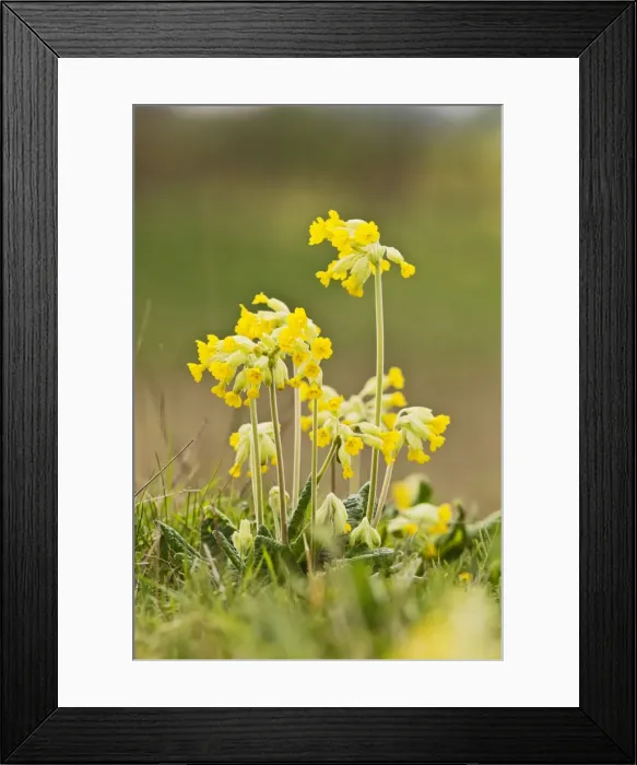 Framed Print : Picture No. 10883542 Framed Print : Picture No. 10883542