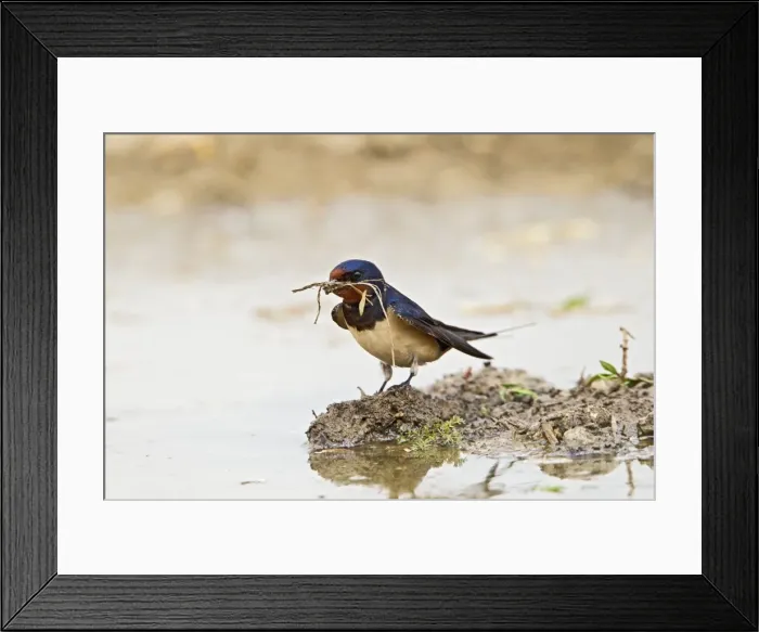Framed Print : Picture No. 10883544 Framed Print : Picture No. 10883544