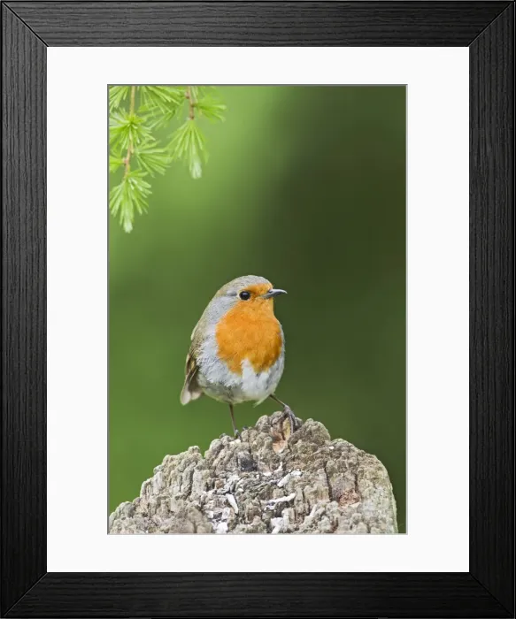 Framed Print : Picture No. 10883552 Framed Print : Picture No. 10883552
