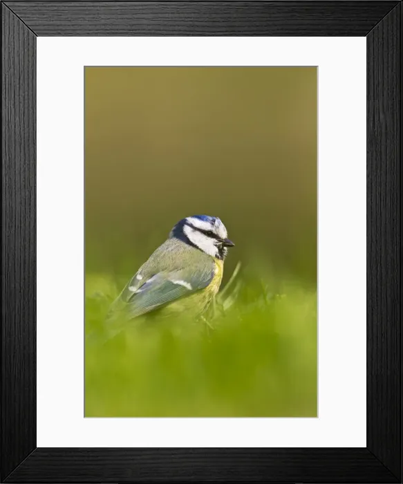 Framed Print : Picture No. 10883549 Framed Print : Picture No. 10883549
