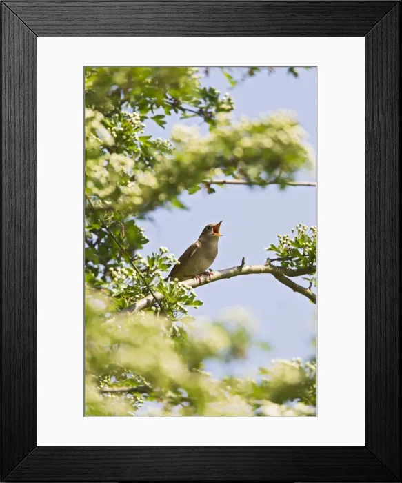 Framed Print : Picture No. 10883551 Framed Print : Picture No. 10883551