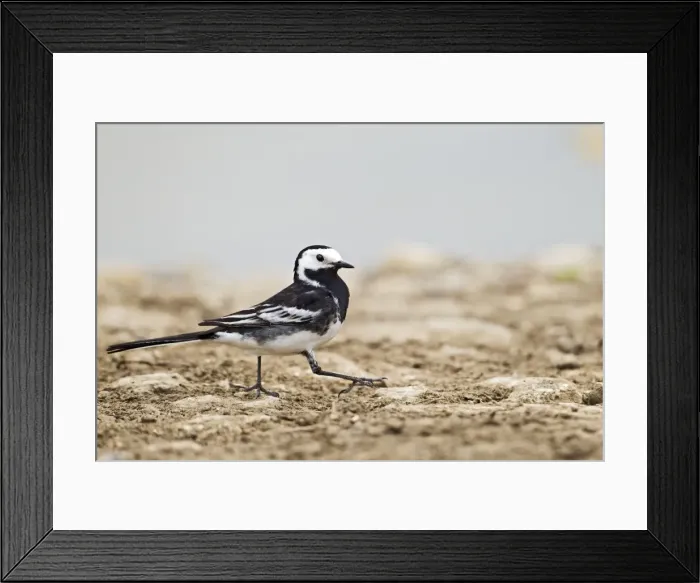 Framed Print : Picture No. 10883546 Framed Print : Picture No. 10883546