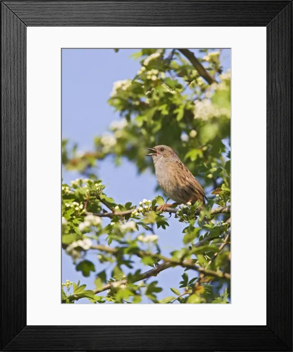 Framed Print : Picture No. 10883550 Framed Print : Picture No. 10883550