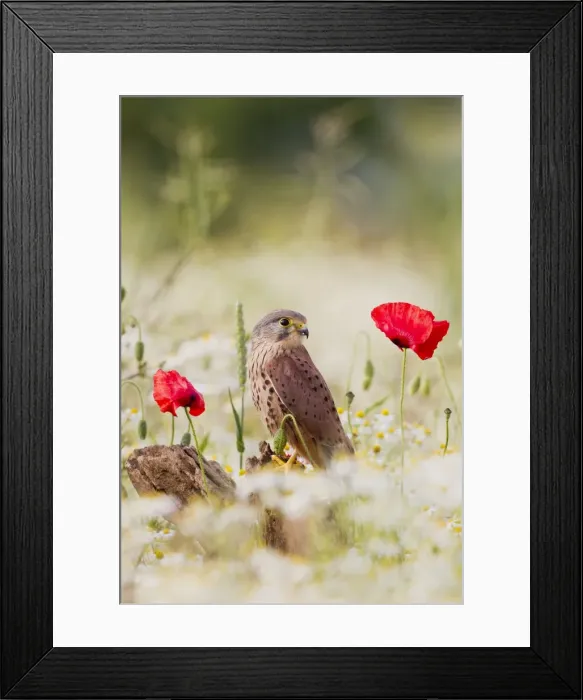 Framed Print : Picture No. 10883555