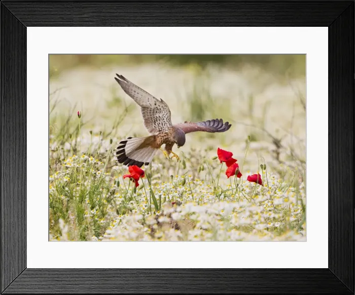 Framed Print : Picture No. 10883554