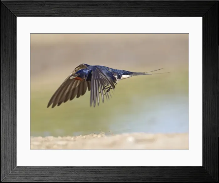 Framed Print : Picture No. 10883553 Framed Print : Picture No. 10883553