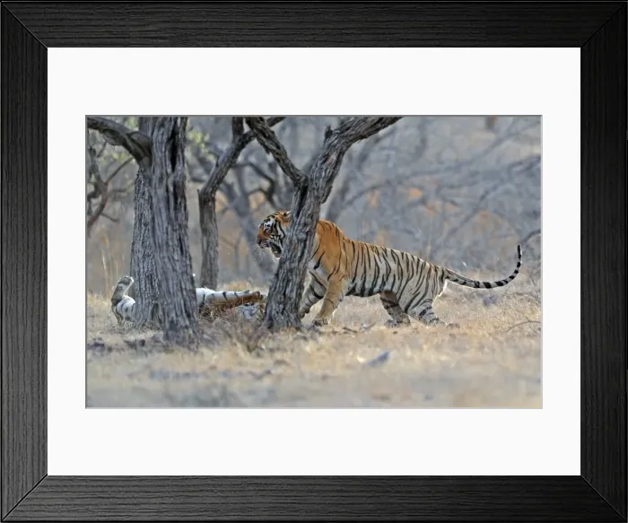 Framed Print : Picture No. 10883573 Framed Print : Picture No. 10883573
