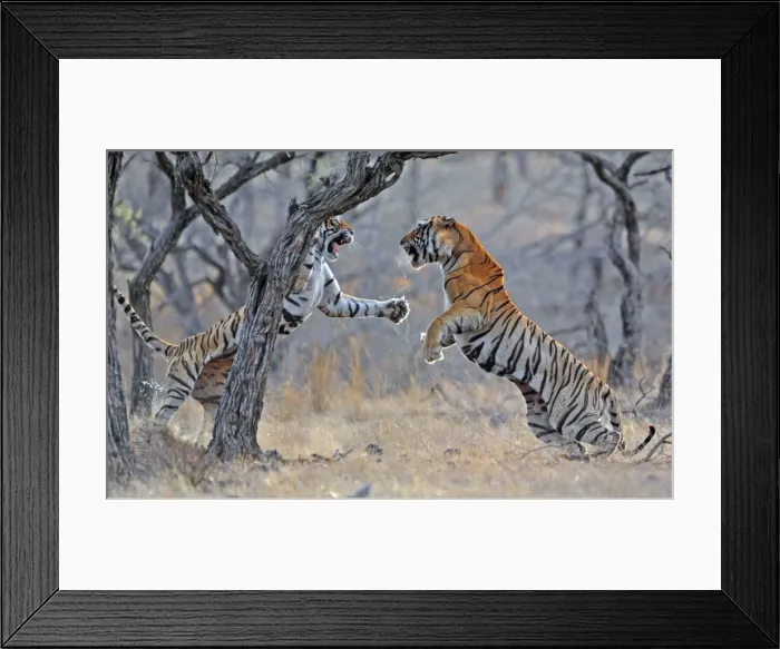 Framed Print : Picture No. 10883571 Framed Print : Picture No. 10883571