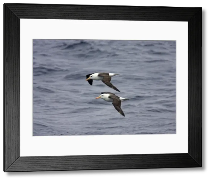 Framed Print : Picture No. 10883586 Framed Print : Picture No. 10883586