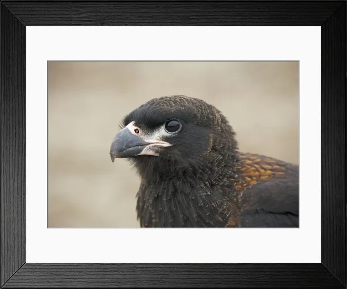Framed Print : Picture No. 10883587 Framed Print : Picture No. 10883587
