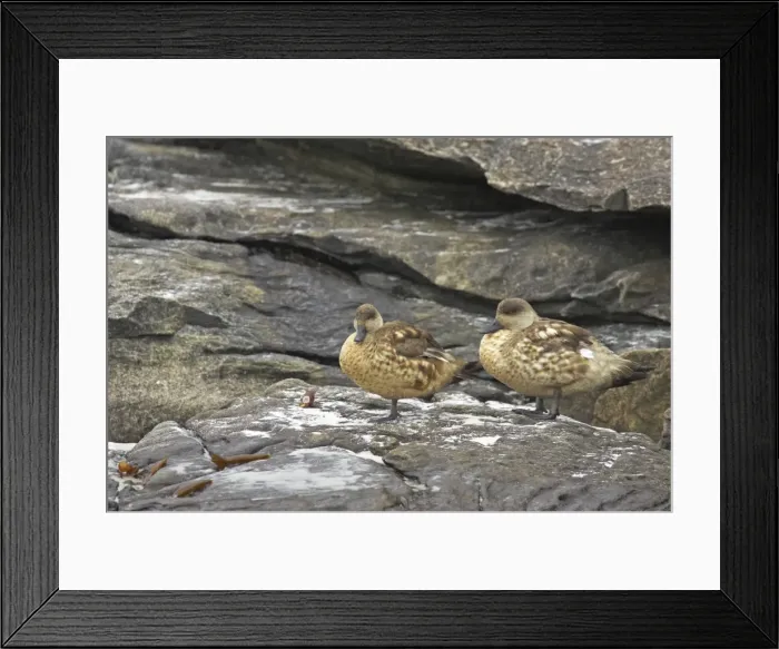 Framed Print : Picture No. 10883588 Framed Print : Picture No. 10883588