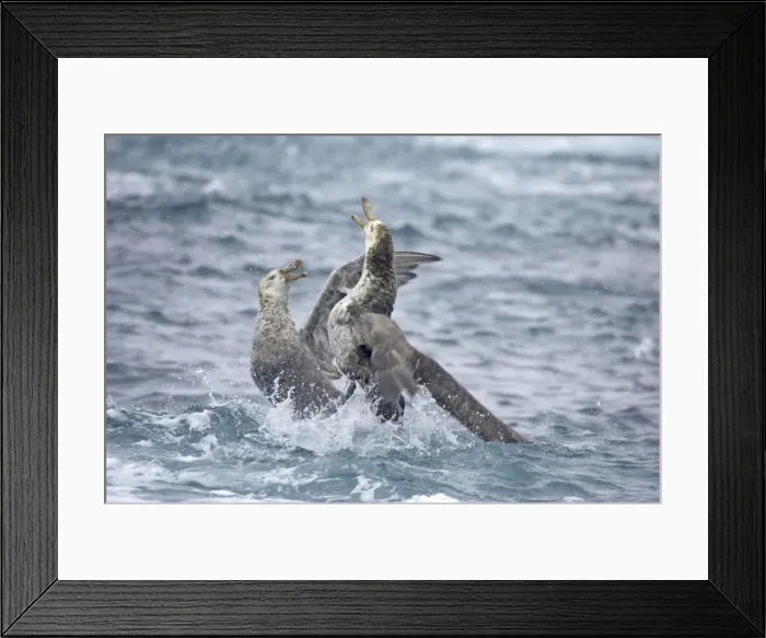 Framed Print : Picture No. 10883589 Framed Print : Picture No. 10883589