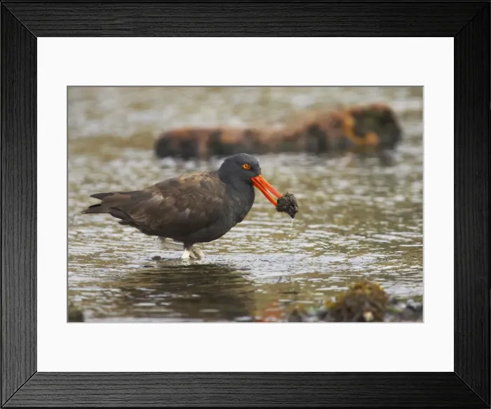 Framed Print : Picture No. 10883591 Framed Print : Picture No. 10883591
