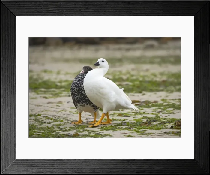Framed Print : Picture No. 10883590 Framed Print : Picture No. 10883590