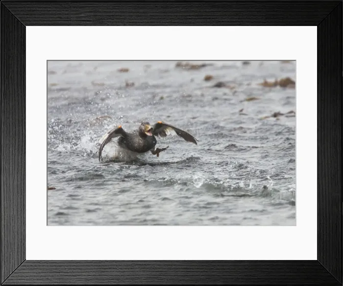 Framed Print : Picture No. 10883595 Framed Print : Picture No. 10883595