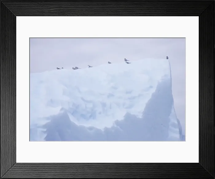 Framed Print : Picture No. 10883596 Framed Print : Picture No. 10883596
