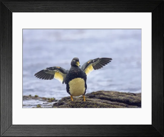 Framed Print : Picture No. 10883594 Framed Print : Picture No. 10883594