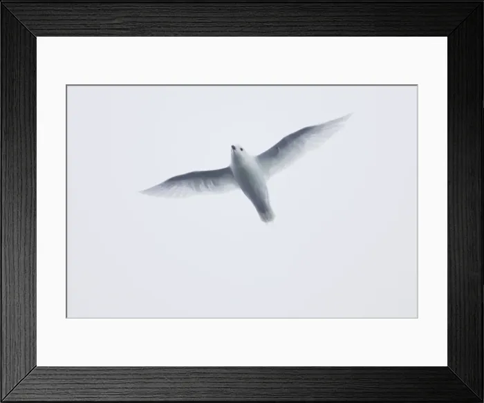 Framed Print : Picture No. 10883597 Framed Print : Picture No. 10883597