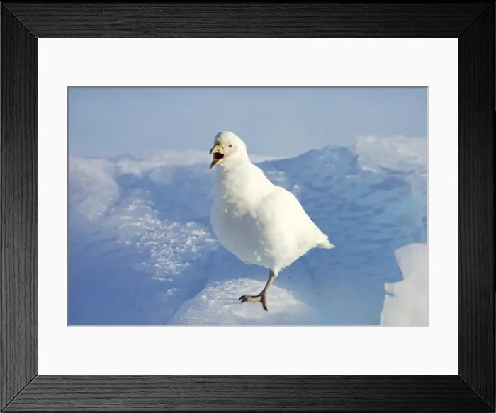 Framed Print : Picture No. 10883593 Framed Print : Picture No. 10883593