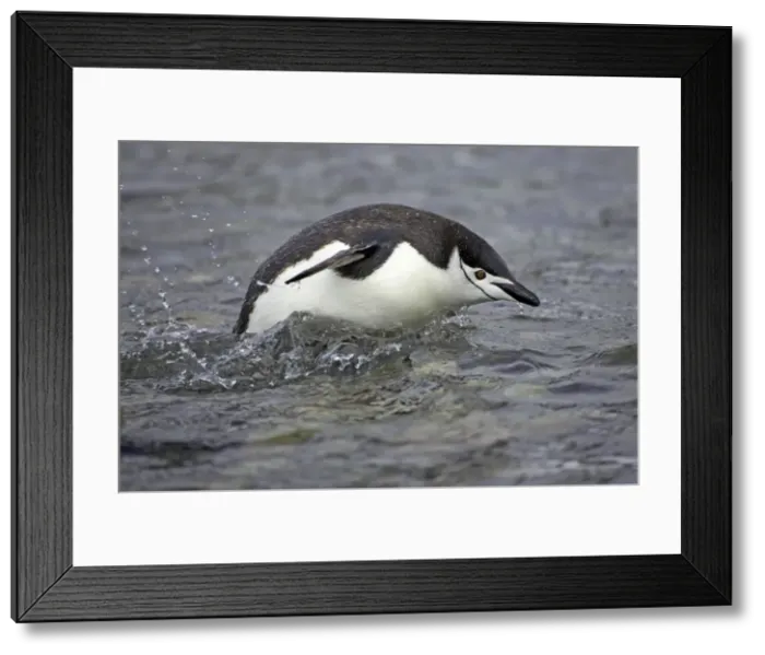 Framed Print : Picture No. 10883601 Framed Print : Picture No. 10883601