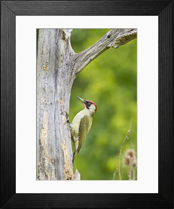Framed Print : Picture No. 10883556 Framed Print : Picture No. 10883556