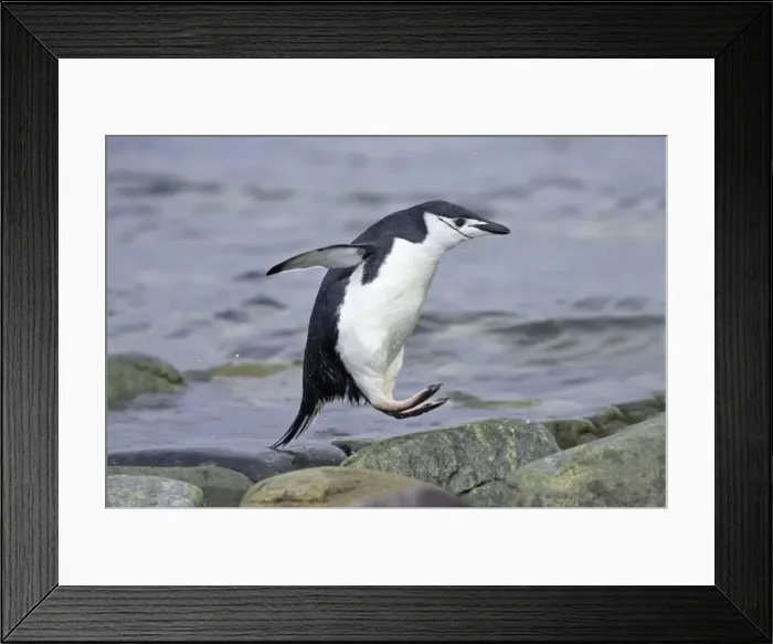 Framed Print : Picture No. 10883602