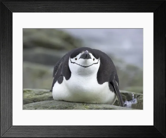 Framed Print : Picture No. 10883603