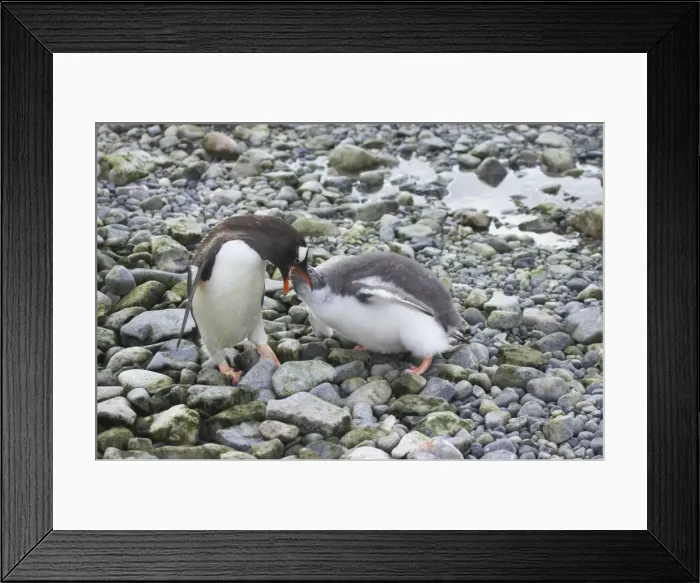 Framed Print : Picture No. 10883609 Framed Print : Picture No. 10883609