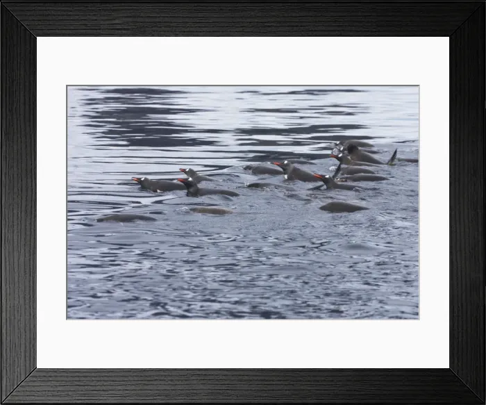 Framed Print : Picture No. 10883606 Framed Print : Picture No. 10883606