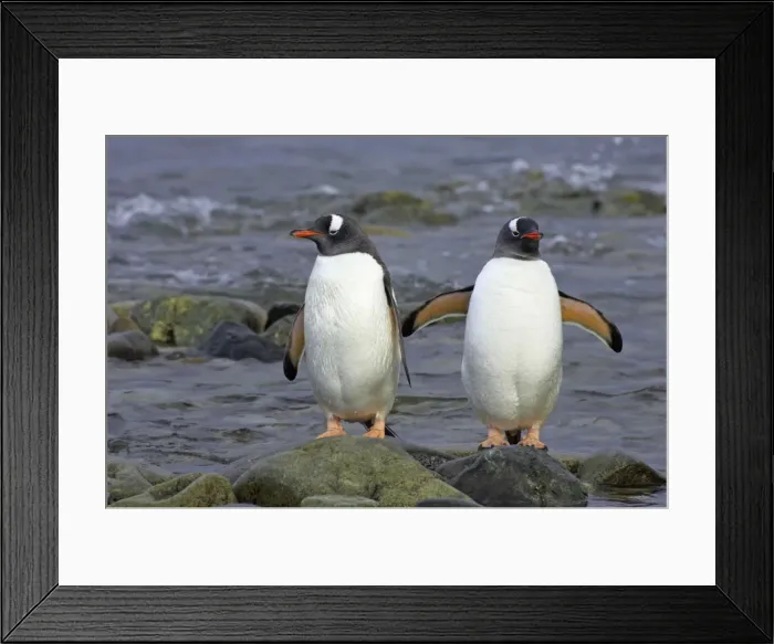 Framed Print : Picture No. 10883607 Framed Print : Picture No. 10883607