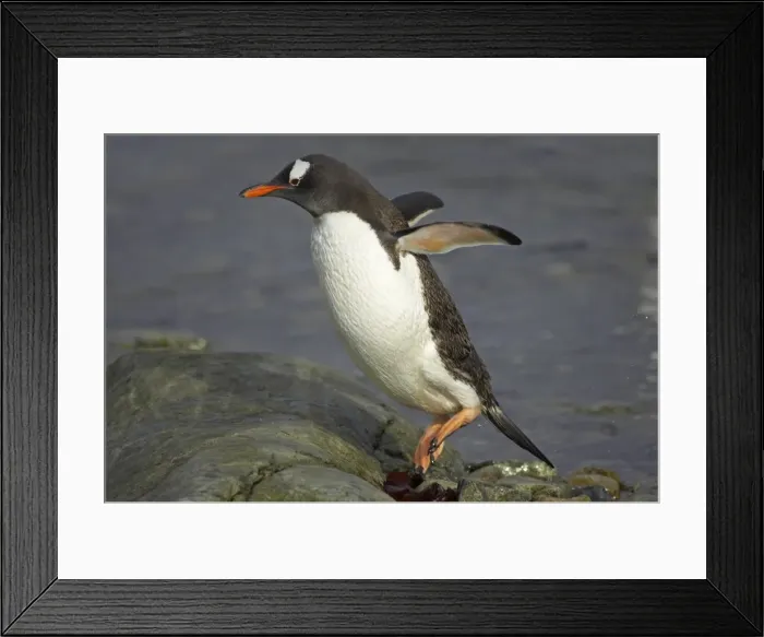 Framed Print : Picture No. 10883608 Framed Print : Picture No. 10883608